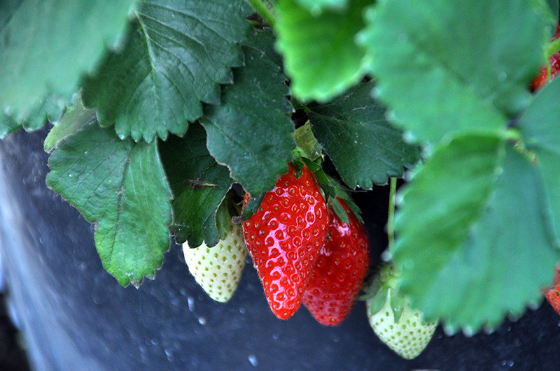 fraises bio toulon