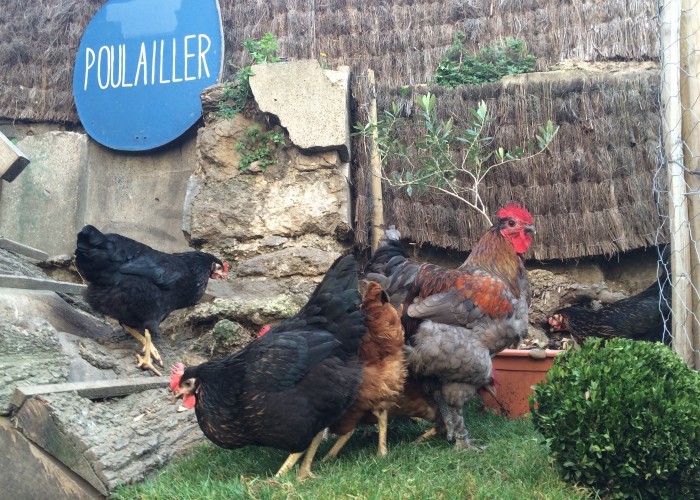 poulailler