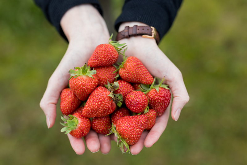 Fraises Agricool