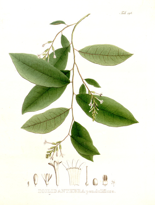 plantes soin